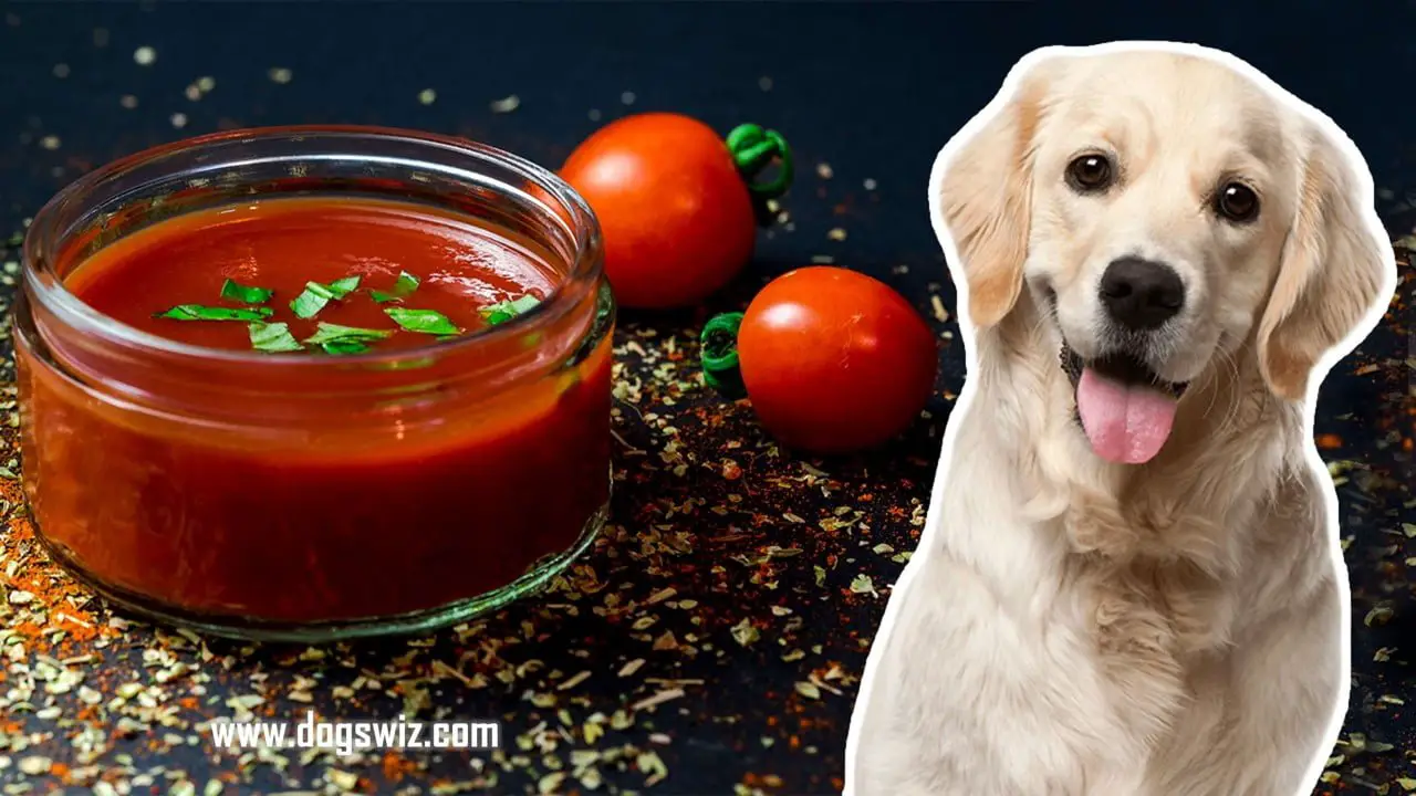 5 Things To Avoid When Feeding Tomato Paste To Dogs