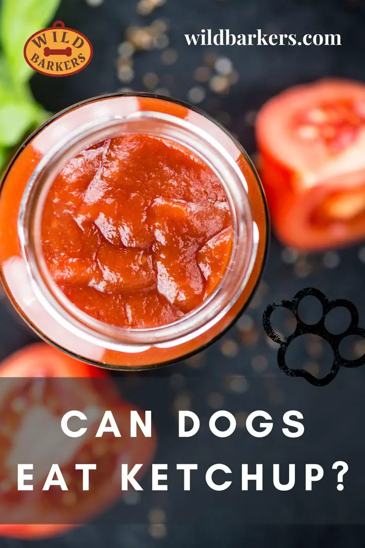 Can Dogs Eat Ketchup? Is Tomato Sauce Safe?