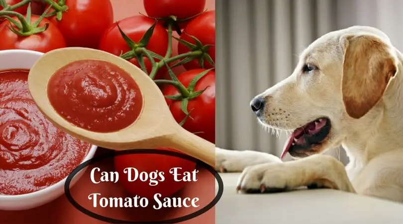 Can Dogs Eat Tomato Sauce: Get the Quick Answer Here
