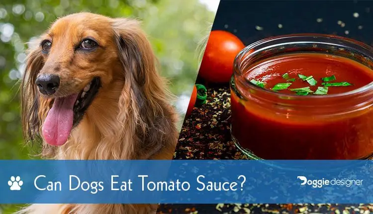 Can Dogs Eat Tomato Sauce? Is Tomato Sauce Safe for Dogs ...