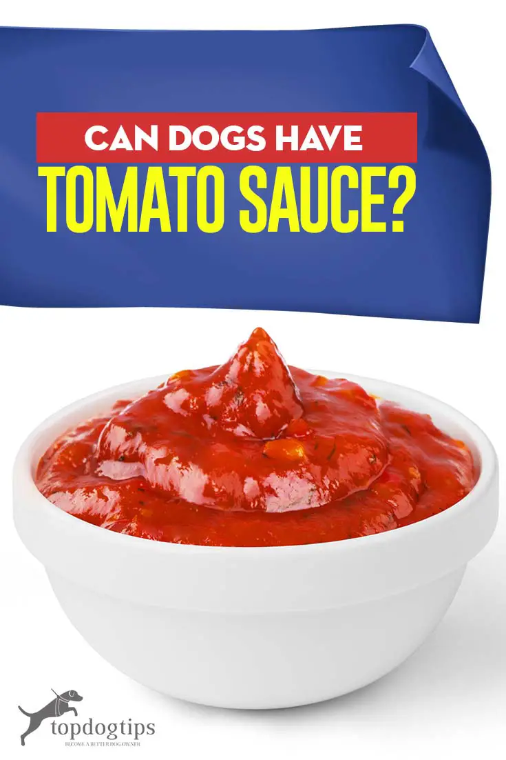 Can Dogs Have Tomato Sauce?  Top Dog Tips