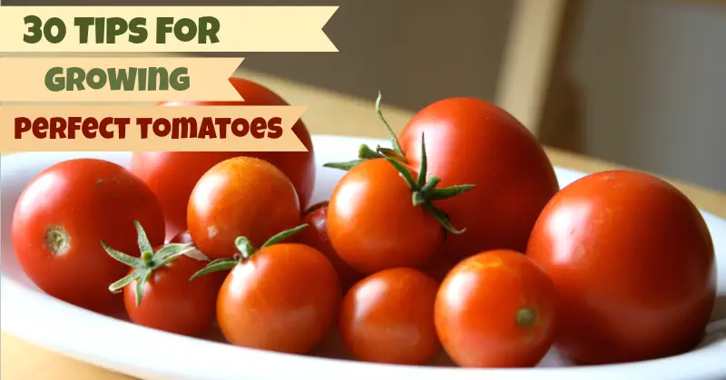 How to Grow Perfect Tomatoes